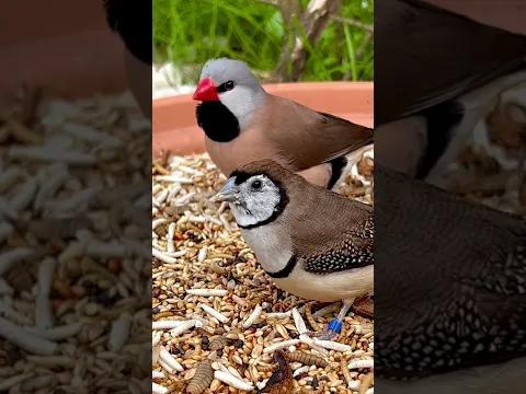Owl Finch Longtailed Finch Finch Aviary