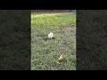 Download Lagu Beatrice The Rescue Piglet and Her Excited Oinks || ViralHog