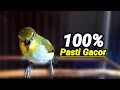 Download Lagu 100% Pasti Gacor Pleci Anda Dengan Pleci Bustomi Ngalas Standar Memanggil Lawan (25/9/21)