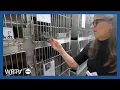 Resources available for Indy pet owners in need