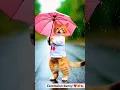 Download Lagu Dudi Dudi dumb dumb #funny #cat #catlover #cutecat #cute