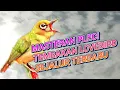 Download Lagu MASTERAN PLECI TEMBAKAN LOVEBIRD MASTERAN PLECI NGEKEK LOVEBIRD