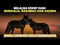 Mengungkap Filosofi Serigala, Harimau dan Anjing: Inspirasi untuk Hidup Lebih Bermakna