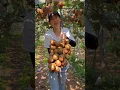 Download Lagu Natural landscape kiwi fruit garden and harvest activities - Harvest hub #shorts #agriculture #kiwi