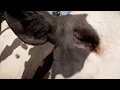 Far Cry 5 - Cult Outpost Kellett Cattle Co