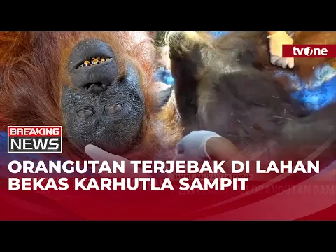 Kelaparan dan Terjebak di Hutan Bekas Terbakar, Orangutan Betina di Sampit Dievakuasi | tvOne