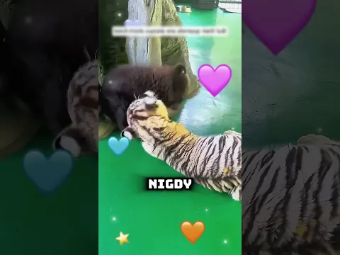😍 To Jest Przykład NIESAMOWITEJ Przyjaźni! 🐯❤️🐻