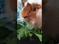 Lagu Guinea pig Asya❤️