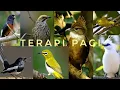 Download Lagu TERAPI PAGI UNTUK SEMUA JENIS BURUNG KICAU