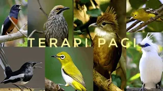 Download TERAPI PAGI UNTUK SEMUA JENIS BURUNG KICAU MP3