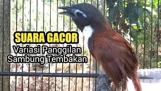 tepus leher putih gacor nembak variasi
