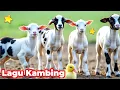 Download Lagu KAMBING , SAPI , KAMBING LUCU JOGET , EMBEK , KAMBING EMBEK-EMBEK , SAPI LUCU SAPI JOGET DOMBA LUCU