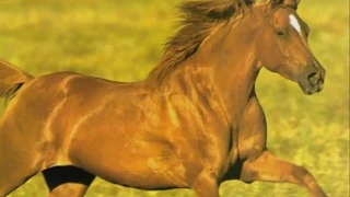 spune spune mos batr n clip facut de mine din 2010 