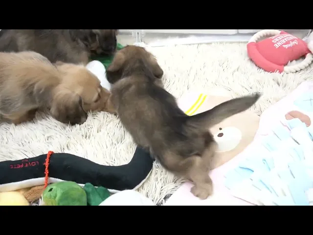 動画