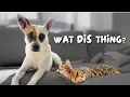 Our Bengal kitten meets our rescue dog First day home Ep 1