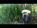 Yellow Flag Iris Removal in the Sea to Sky