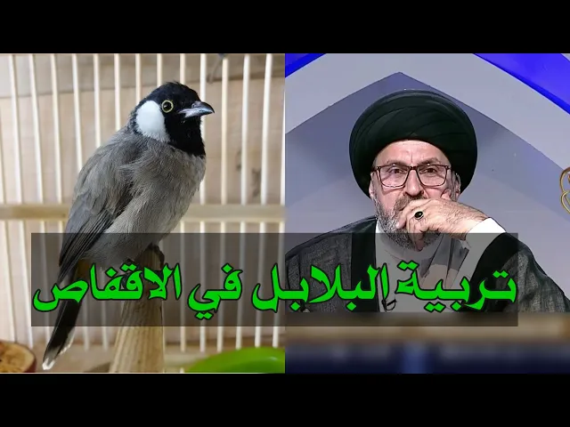⁣متصل ما حكم تربية البلابل في الاقفاص / سيد  رشيد الحسيني