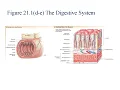 Chapter 21 Comprehensive Overview of the Digestive System Anatomy Function and Absorption