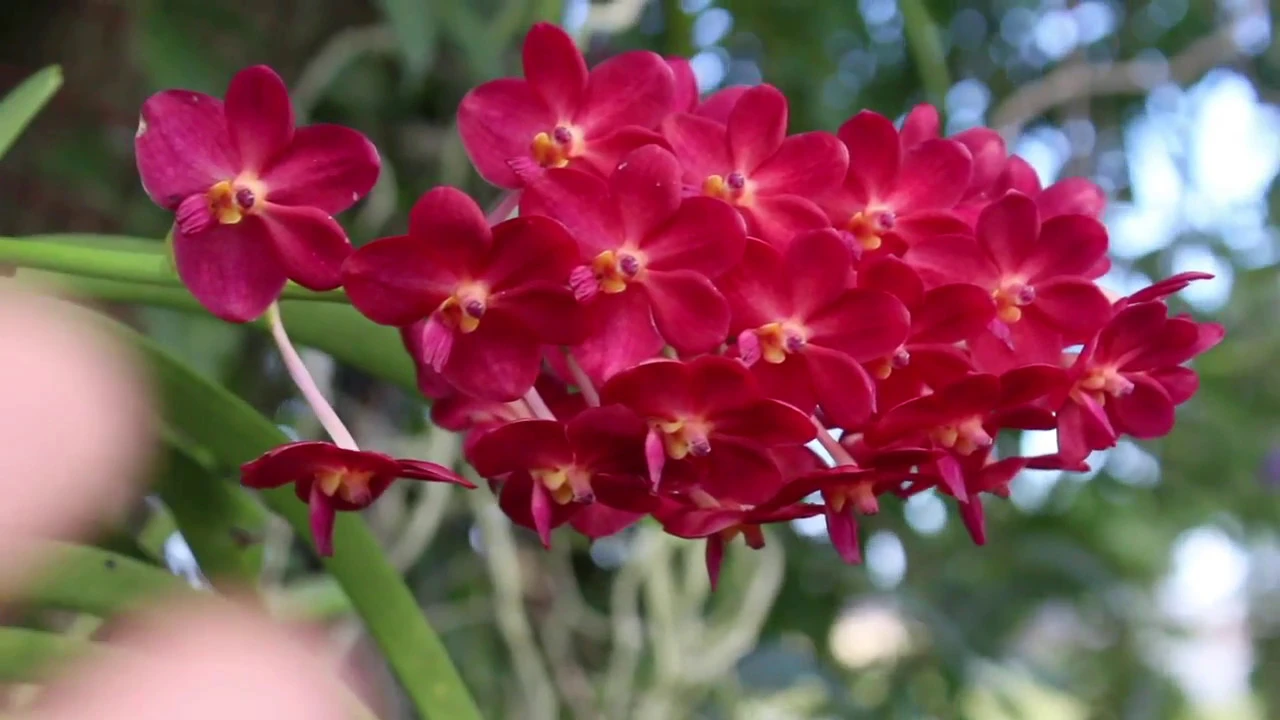 ASCOCENDA LAKSI RED VANDACIOUS ORCHID REVIEW