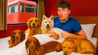Meest Unieke Airbnb Voor Honden 🐶