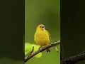Download Lagu Harmoni Alam: Kicauan Burung Kenari Gacor di Tengah Relaksasi Hutan #shorts