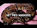 Ball python Het Pied Markers explained