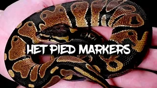 Ball python Het Pied Markers explained