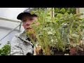 Download Lagu Planting Oca a great little plant for winter