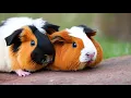 Recognizing Signs of a Dying Guinea Pig Care and Affection