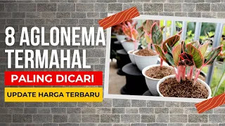 Download 8 Jenis Aglonema Termahal Paling Banyak Dicari Tahun 2022, Dilengkapi Harga Terbarunya MP3