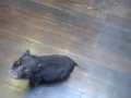 Download Lagu H.Finn, Mini Pet Pig, Excited For Dinner