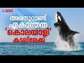 നീണ്ട 52 വർഷം കൃത്രിമ ജലാശയത്തിൽ ജീവിതം; ഒടുവിൽ കൊലയാളിത്തിമിംഗലം ലോലിത കടലിലേക്ക് |Lolita