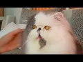 Persian cat face grooming for show