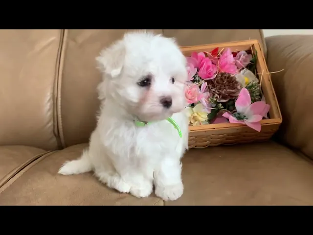 動画
