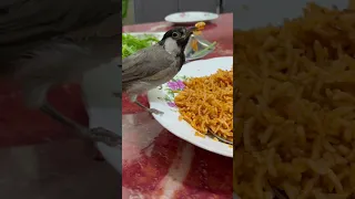 الاكلة المفضلة لهذا البلبل هي التمن الاحمر دندنها