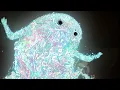 Download Lagu Mr. Bill - Phantasmagoria