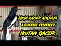 Download Lagu PANCINGAN SUARA KACER NGEPLONG GACOR INI PALING AMPUH MEMANCING KACER AGAR LEKAS NYAUT GACOR