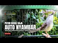 Lagu suara burung CIBLEK GACOR NGEBREN Pancingan Ciblek Semi bahan jadikan ciblek kristal gacor Tarung