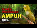 Download Lagu Panggilan Burung Pleci 100% Ampuh Untuk Mikat Burung Lain