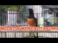 Download Lagu PANCINGAN PAGI HARI MELATIH MENTAL FIGHTER