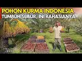 Lagu TANAM KURMA DI INDONESIA BISA BERBUAH LEBAT DAN PANEN BERLIMPAH | CERITA USAHA