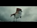 Download Lagu Tweet tweet  CGF Animation  Bazelevs (мульт)