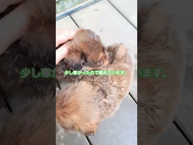 動画