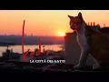 Video di Kedi - La città dei gatti - Trailer Italiano Ufficiale | HD
