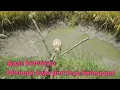Download Lagu Mencari ikan di sawah saat musim kemarau dan kekeringan banyak banget ikan pada terjebak disisa air