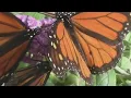 4 Reasons to Grow a Butterfly Bush and 1 Reason NOT to - Pros and Con