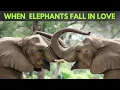What Elephant Courtship Really Looks Like in Real Life Mating Behaviour in the Savannah