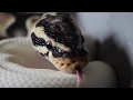 Cute Ball Pythons