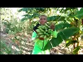 Download Lagu No work on the farm now just went for a small bunch of banana for my breakfast 
