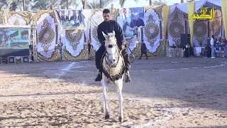 رقص بالخيل على المزمار من مهرجان البحيره دندنها